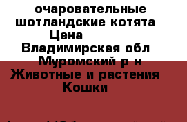 очаровательные шотландские котята › Цена ­ 1 000 - Владимирская обл., Муромский р-н Животные и растения » Кошки   